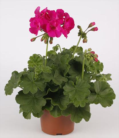 Photos von Blumenvarianten benutzt als: Terrasse, Topf Pelargonium interspecifico Calliope® Lavender Rose