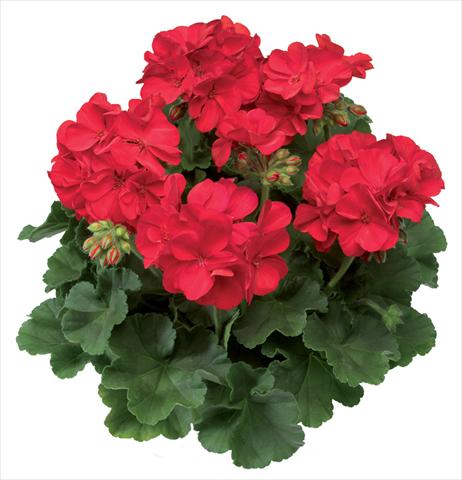Photos von Blumenvarianten benutzt als: Terrasse, Topf Pelargonium interspecifico Calliope® Scarlet Fire