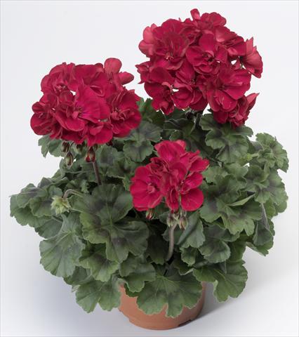 Photos von Blumenvarianten benutzt als: Topf, Beet, Terrasse Pelargonium zonale Tango® Velvet Red
