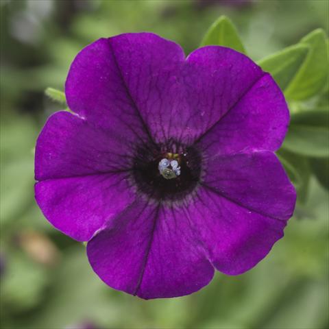 Photos von Blumenvarianten benutzt als: Topf, Beet, Terrasse, Ampel Petunia Picnic® Amethyst