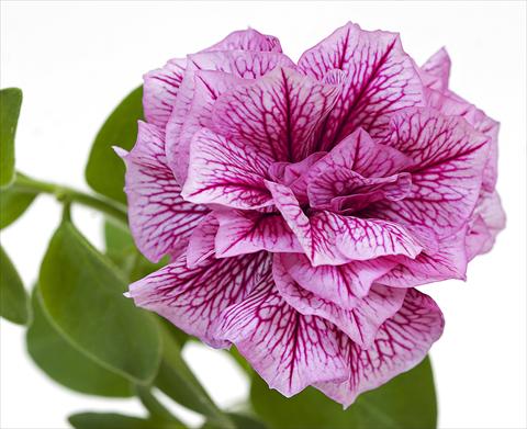 Photos von Blumenvarianten benutzt als: Topf, Beet, Terrasse, Ampel Petunia Sanguna® Double Violet