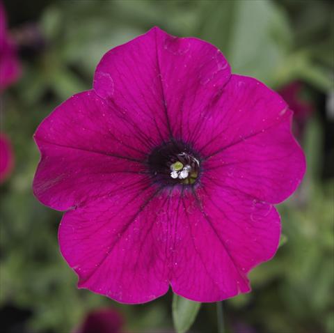 Photos von Blumenvarianten benutzt als: Topf, Beet, Terrasse, Ampel Petunia Sanguna® Purple