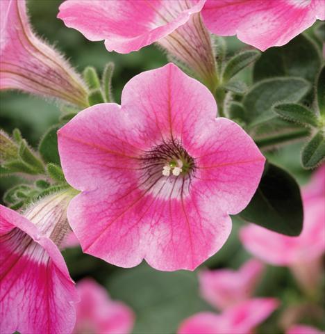 Photos von Blumenvarianten benutzt als: Topf, Beet, Terrasse, Ampel Petunia Whispers® Rose Star