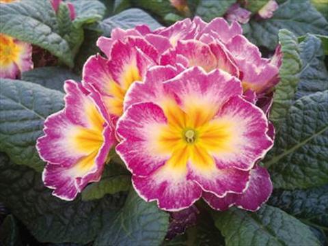 Photos von Blumenvarianten benutzt als: Topf und Beet Primula acaulis Orion F1 Lilac Flame