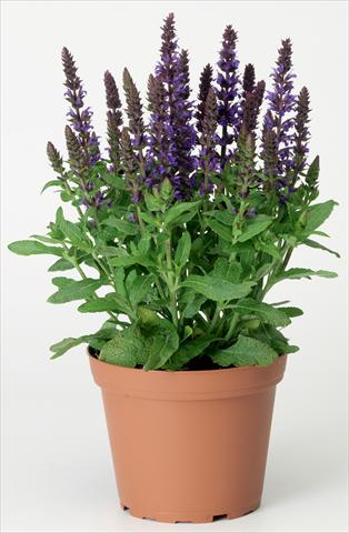 Photos von Blumenvarianten benutzt als: Beet- / Rabattenpflanze Salvia x superba Merleau® Blue Compact