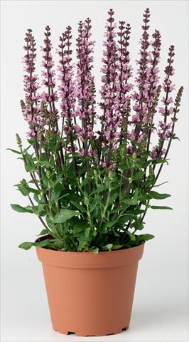 Photos von Blumenvarianten benutzt als: Beet- / Rabattenpflanze Salvia x superba Merleau® Rose Improved