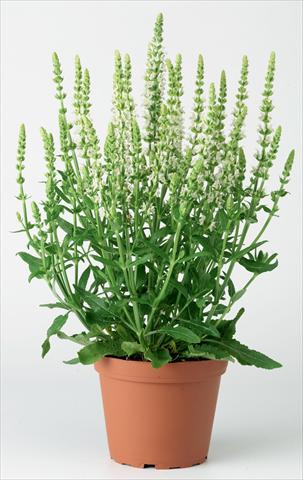 Photos von Blumenvarianten benutzt als: Beet- / Rabattenpflanze Salvia x superba Merleau® White