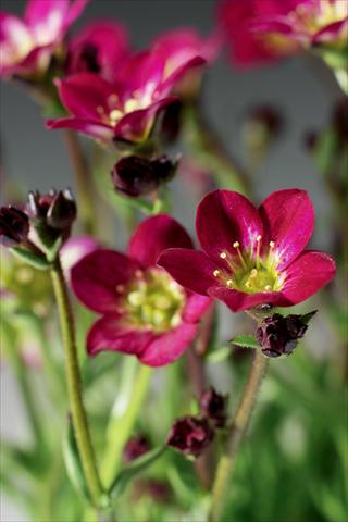 Photos von Blumenvarianten benutzt als: Topf und Beet Saxifraga x arendsii Highlander Red