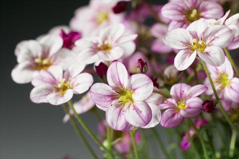Photos von Blumenvarianten benutzt als: Topf und Beet Saxifraga x arendsii Highlander Rose Shades