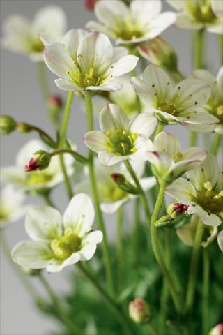 Photos von Blumenvarianten benutzt als: Topf und Beet Saxifraga x arendsii Highlander White and Red