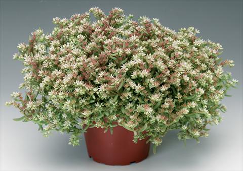 Photos von Blumenvarianten benutzt als: Topf und Beet Sedum pulchellum Silver Frost