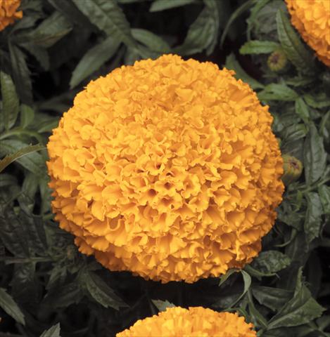 Photos von Blumenvarianten benutzt als: Beet, Topf oder Ampel Tagetes erecta Moonstruck® F1 Deep Orange