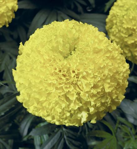 Photos von Blumenvarianten benutzt als: Beet, Topf oder Ampel Tagetes erecta Moonstruck® F1 Lemon Yellow