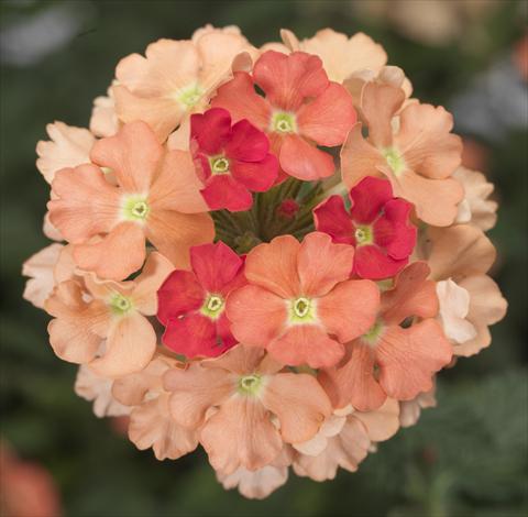 Photos von Blumenvarianten benutzt als: Topf, Terrasse, Ampel. Verbena Lanai® Peach Improved