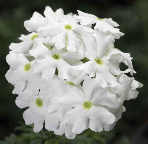Photos von Blumenvarianten benutzt als: Topf, Terrasse, Ampel. Verbena Lanai® White Improved