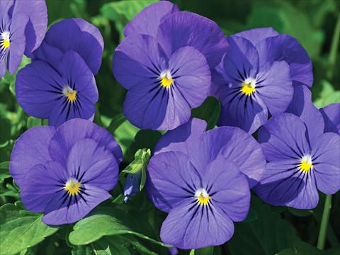 Photos von Blumenvarianten benutzt als: Topf und Beet Viola cornuta Penny F1 Blue with Yellow center
