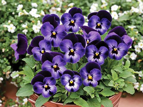 Photos von Blumenvarianten benutzt als: Topf und Beet Viola cornuta Penny F1 Denim Jump Up