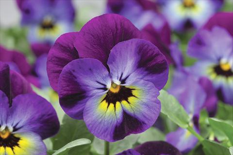 Photos von Blumenvarianten benutzt als: Topf und Beet Viola cornuta Penny F1 Violet Blue