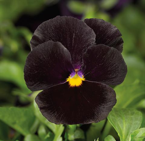 Photos von Blumenvarianten benutzt als: Topf und Beet Viola wittrockiana Mariposa F1 Black