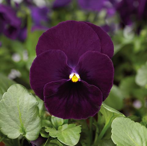 Photos von Blumenvarianten benutzt als: Topf und Beet Viola wittrockiana Mariposa F1 Purple