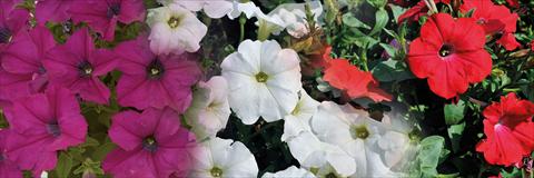 Photos von Blumenvarianten benutzt als: Topf, Terrasse, Ampel. 3 Combo Trio Musicale Can Can