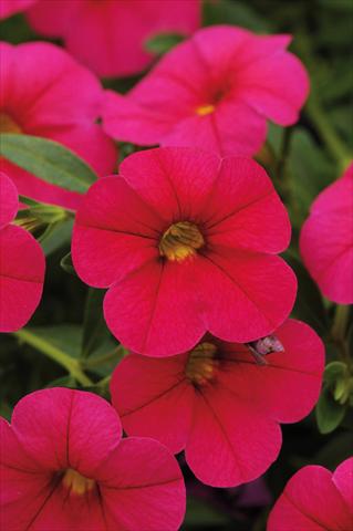 Photos von Blumenvarianten benutzt als: Topf, Terrasse, Ampel. Calibrachoa Gioia® Cherry