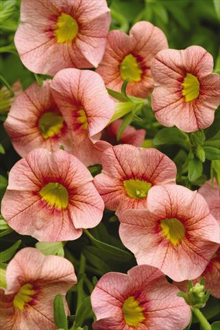 Photos von Blumenvarianten benutzt als: Topf, Terrasse, Ampel. Calibrachoa Gioia® Coral Eye