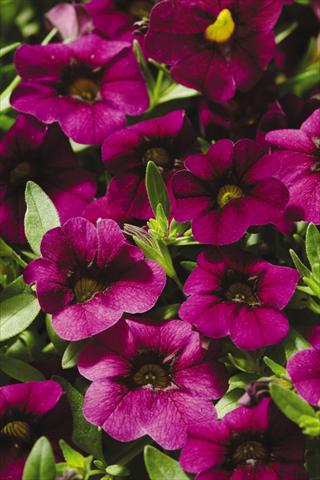 Photos von Blumenvarianten benutzt als: Topf, Terrasse, Ampel. Calibrachoa Gioia® Deep Red