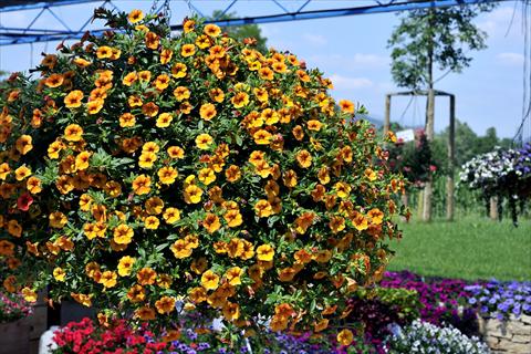 Photos von Blumenvarianten benutzt als: Topf, Terrasse, Ampel. Calibrachoa Gioia® Golden Orange Vein