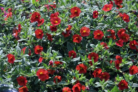 Photos von Blumenvarianten benutzt als: Topf, Terrasse, Ampel. Calibrachoa Gioia® Orange Red