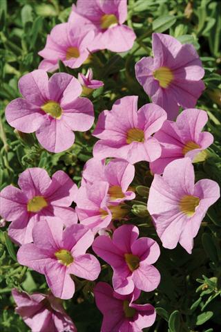 Photos von Blumenvarianten benutzt als: Topf, Terrasse, Ampel. Calibrachoa Gioia® Pink