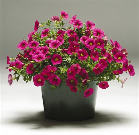 Photos von Blumenvarianten benutzt als: Topf, Terrasse, Ampel. Calibrachoa Gioia® Rose