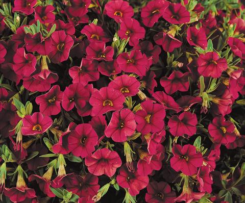 Photos von Blumenvarianten benutzt als: Topf, Terrasse, Ampel. Calibrachoa Gioia® Ruby Red