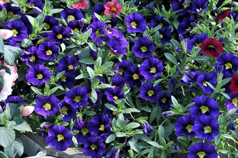 Photos von Blumenvarianten benutzt als: Topf, Terrasse, Ampel. Calibrachoa Gioia® Velvet Blue