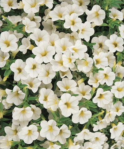 Photos von Blumenvarianten benutzt als: Topf, Terrasse, Ampel. Calibrachoa Gioia® White