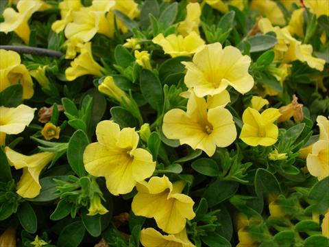 Photos von Blumenvarianten benutzt als: Topf, Terrasse, Ampel. Calibrachoa Gioia® Yellow