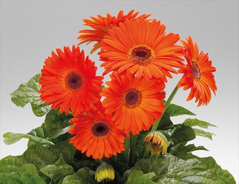Photos von Blumenvarianten benutzt als: Topf Gerbera jamesonii Babylon Deep Orange dark eye