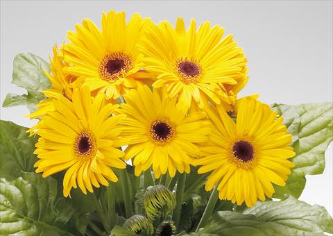 Photos von Blumenvarianten benutzt als: Topf Gerbera jamesonii Babylon Golden Yelow dark eye