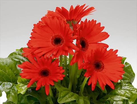 Photos von Blumenvarianten benutzt als: Topf Gerbera jamesonii Babylon Orange Scarlet dark eye