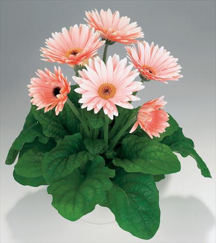 Photos von Blumenvarianten benutzt als: Topf Gerbera jamesonii Babylon Soft Pink dark eye