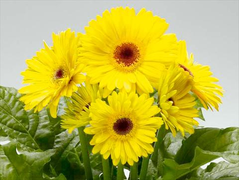 Photos von Blumenvarianten benutzt als: Topf Gerbera jamesonii Babylon Yellow dark eye