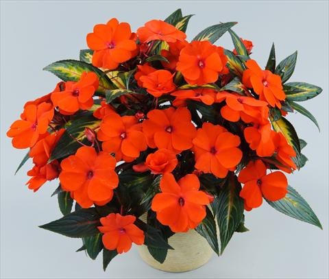 Photos von Blumenvarianten benutzt als: Topf, Beet, Terrasse, Ampel Impatiens N. Guinea Strike Orange