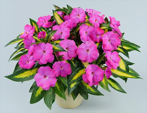 Photos von Blumenvarianten benutzt als: Topf, Beet, Terrasse, Ampel Impatiens N. Guinea Strike Orchid