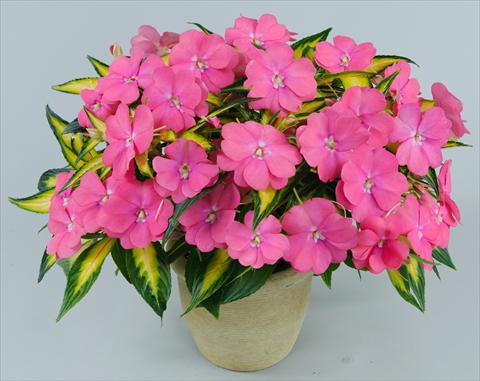 Photos von Blumenvarianten benutzt als: Topf, Beet, Terrasse, Ampel Impatiens N. Guinea Strike Pink