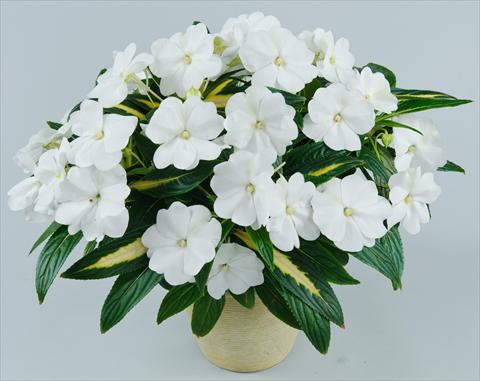 Photos von Blumenvarianten benutzt als: Topf, Beet, Terrasse, Ampel Impatiens N. Guinea Strike White