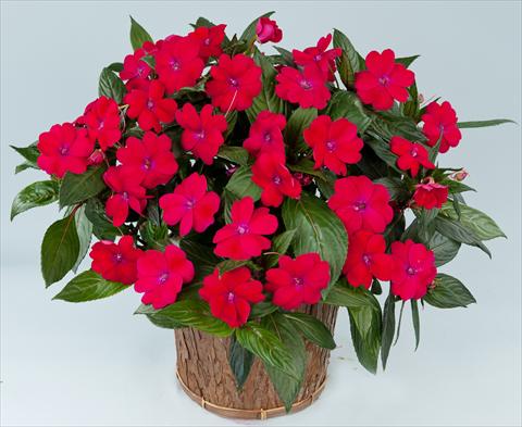 Photos von Blumenvarianten benutzt als: Topf, Beet, Terrasse, Ampel Impatiens N. Guinea Sun Harmony® Magenta