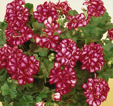 Photos von Blumenvarianten benutzt als: Topf, Terrasse, Ampel. Pelargonium peltatum SIL Toscana® Chris