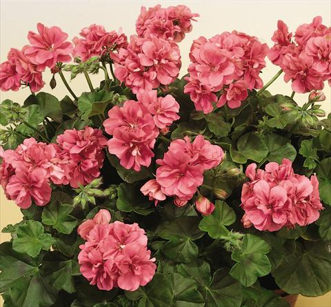 Photos von Blumenvarianten benutzt als: Topf, Terrasse, Ampel. Pelargonium peltatum SIL Toscana® Erke