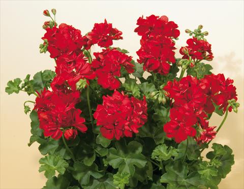 Photos von Blumenvarianten benutzt als: Topf, Terrasse, Ampel. Pelargonium peltatum SIL Toscana® Fabian