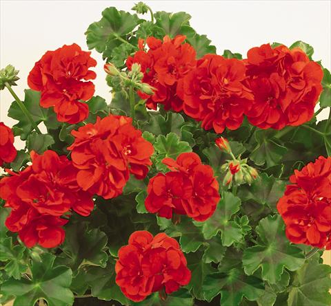Photos von Blumenvarianten benutzt als: Topf, Terrasse, Ampel. Pelargonium peltatum SIL Toscana® Falko